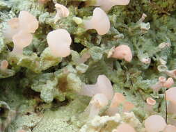 صورة Baeomyces heteromorphus Nyl. ex C. Bab. & Mitt.