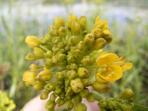 Image of Great Yellow-cress