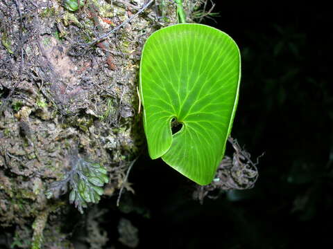 Imagem de Hymenophyllum nephrophyllum Ebihara & K. Iwats.