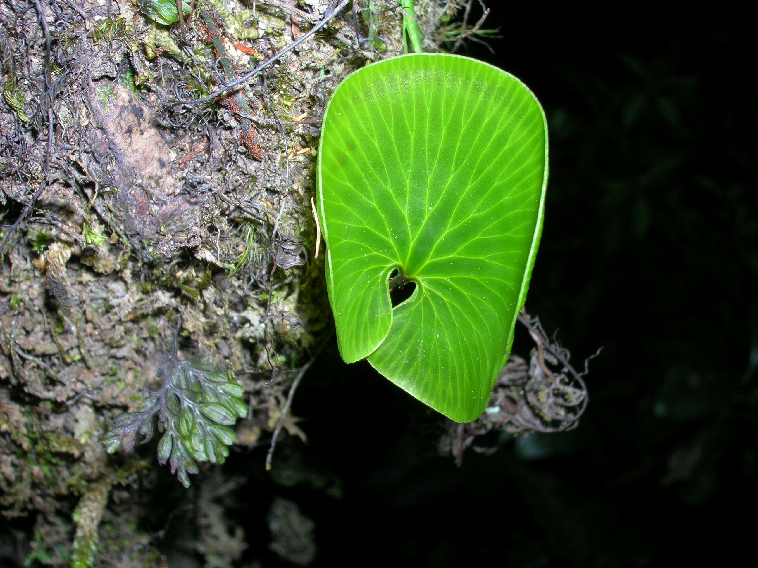 Imagem de Hymenophyllum nephrophyllum Ebihara & K. Iwats.