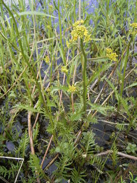 Image of Great Yellow-cress