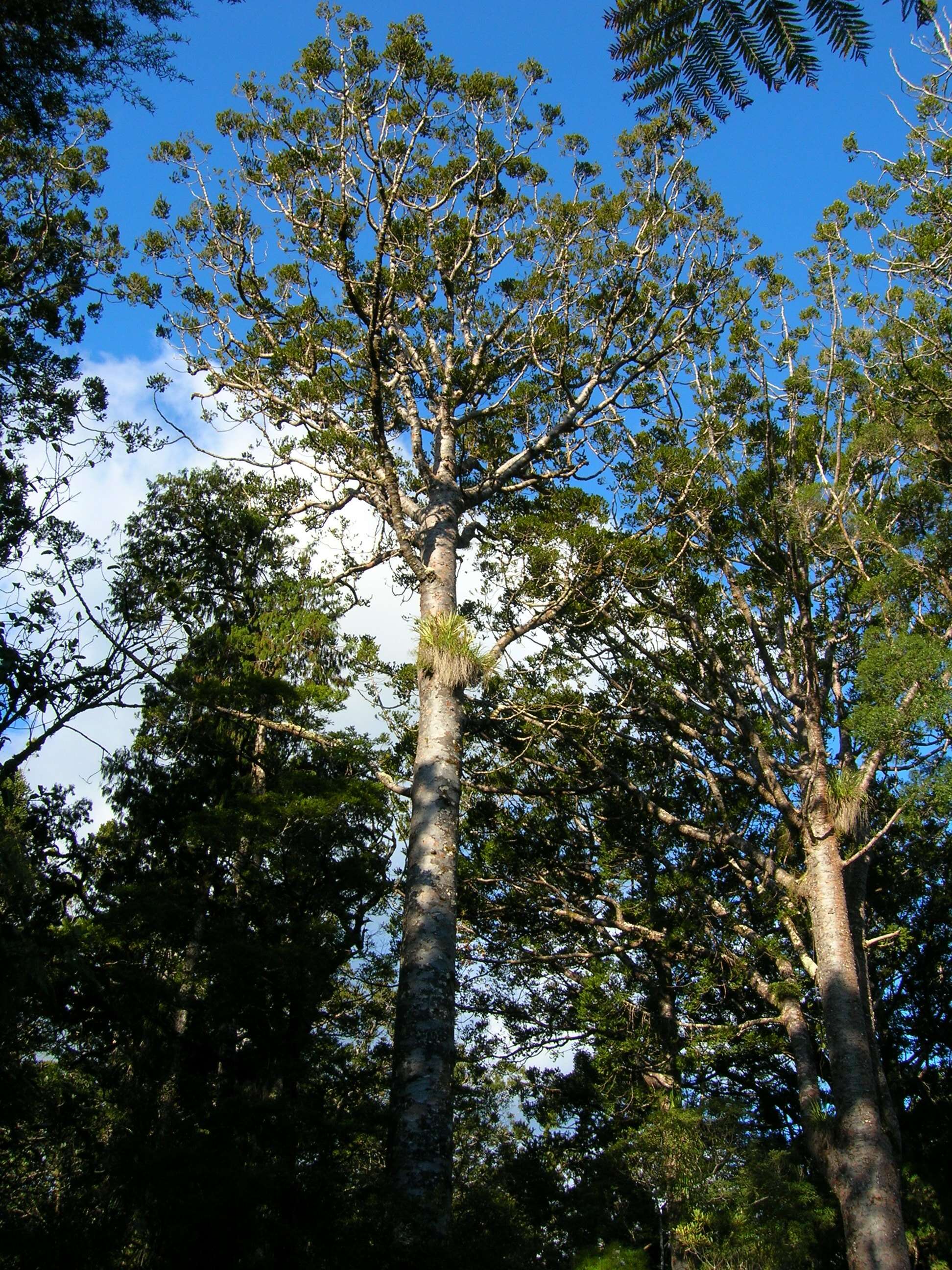 Image of kauri