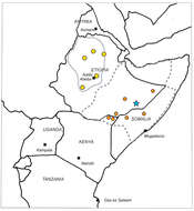 Image of Boswellia pirottae Chiov.