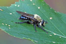 Image of Laphria virginica (Banks 1917)