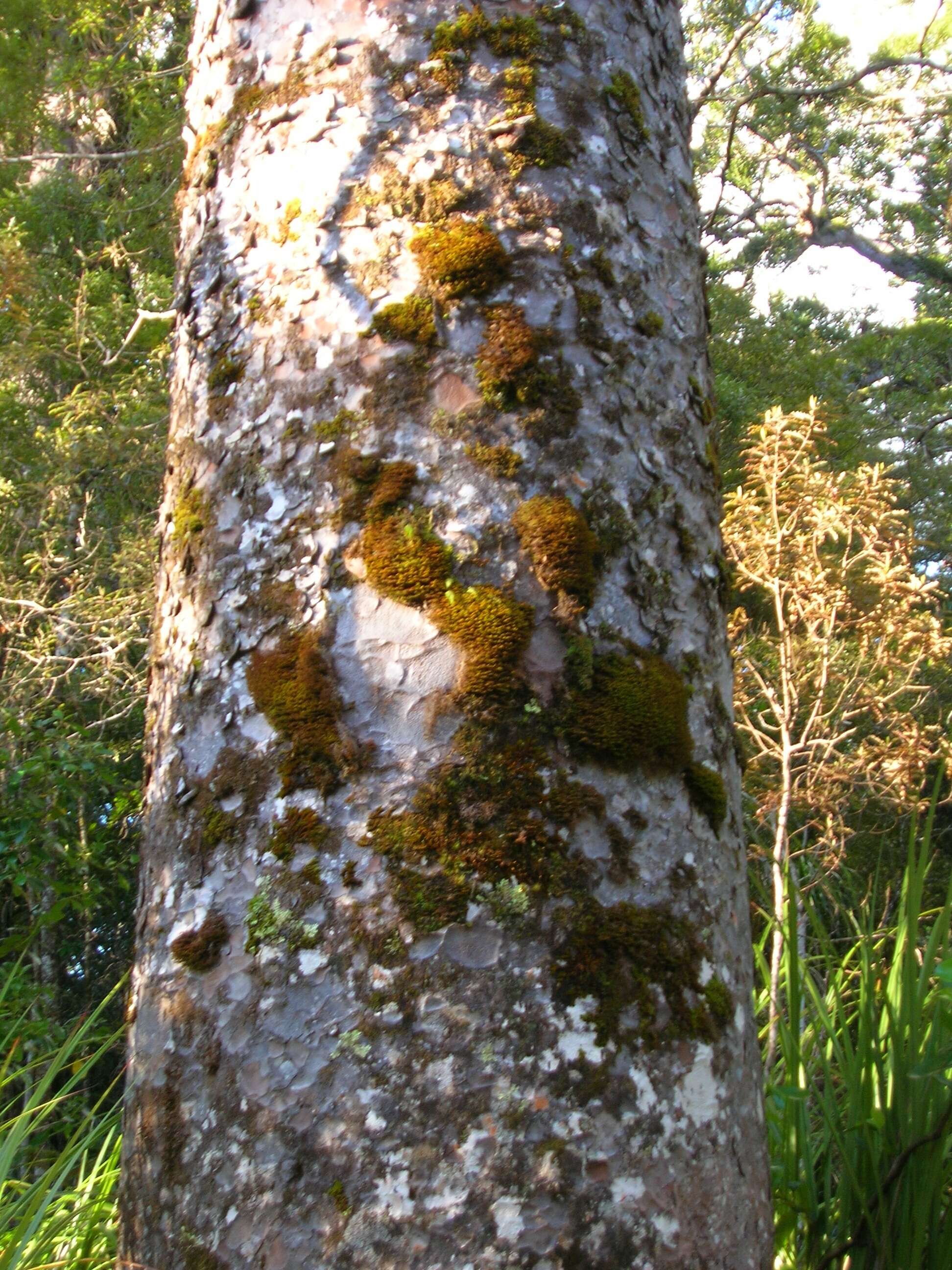 Image of kauri