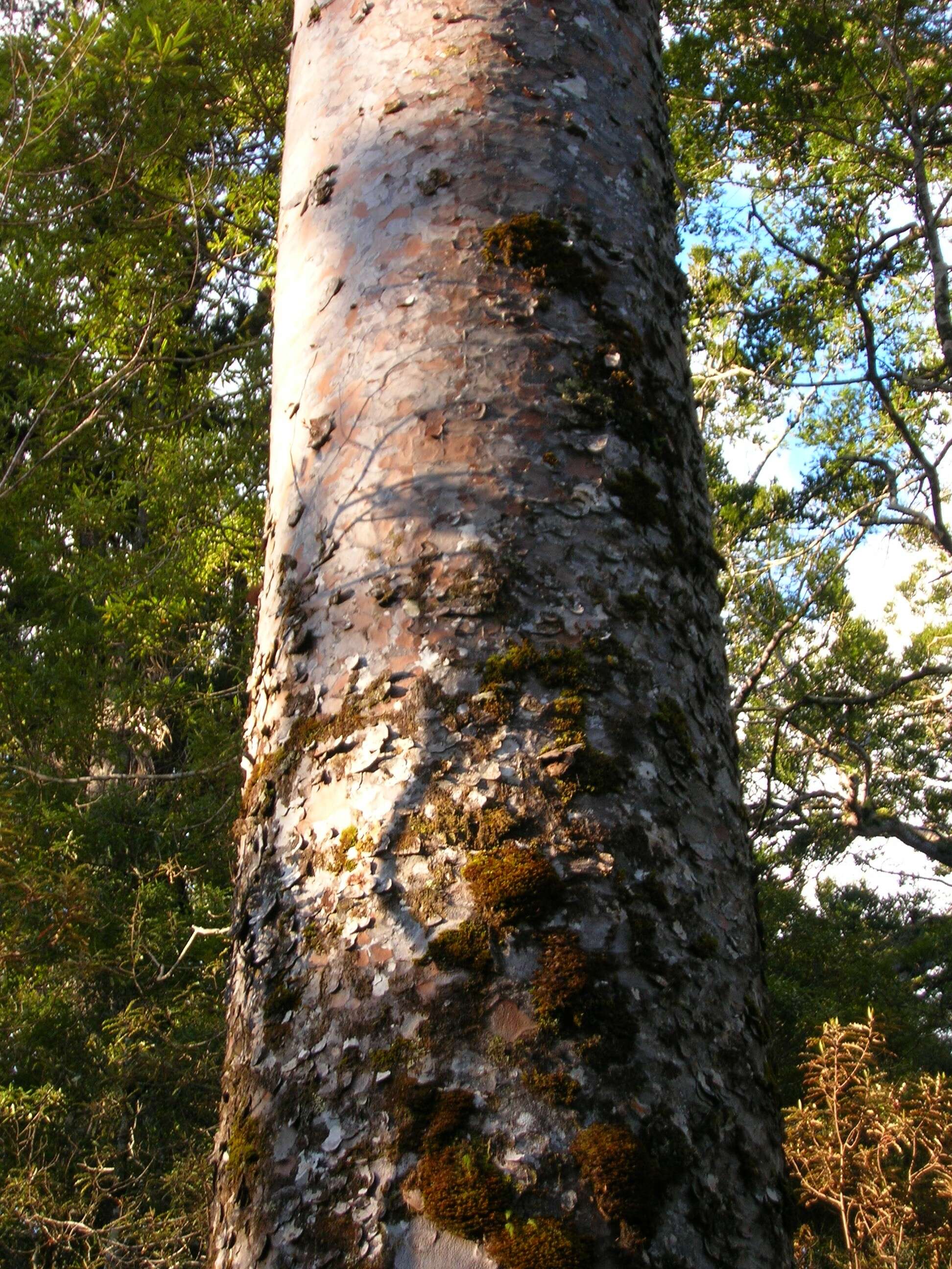 Image of kauri