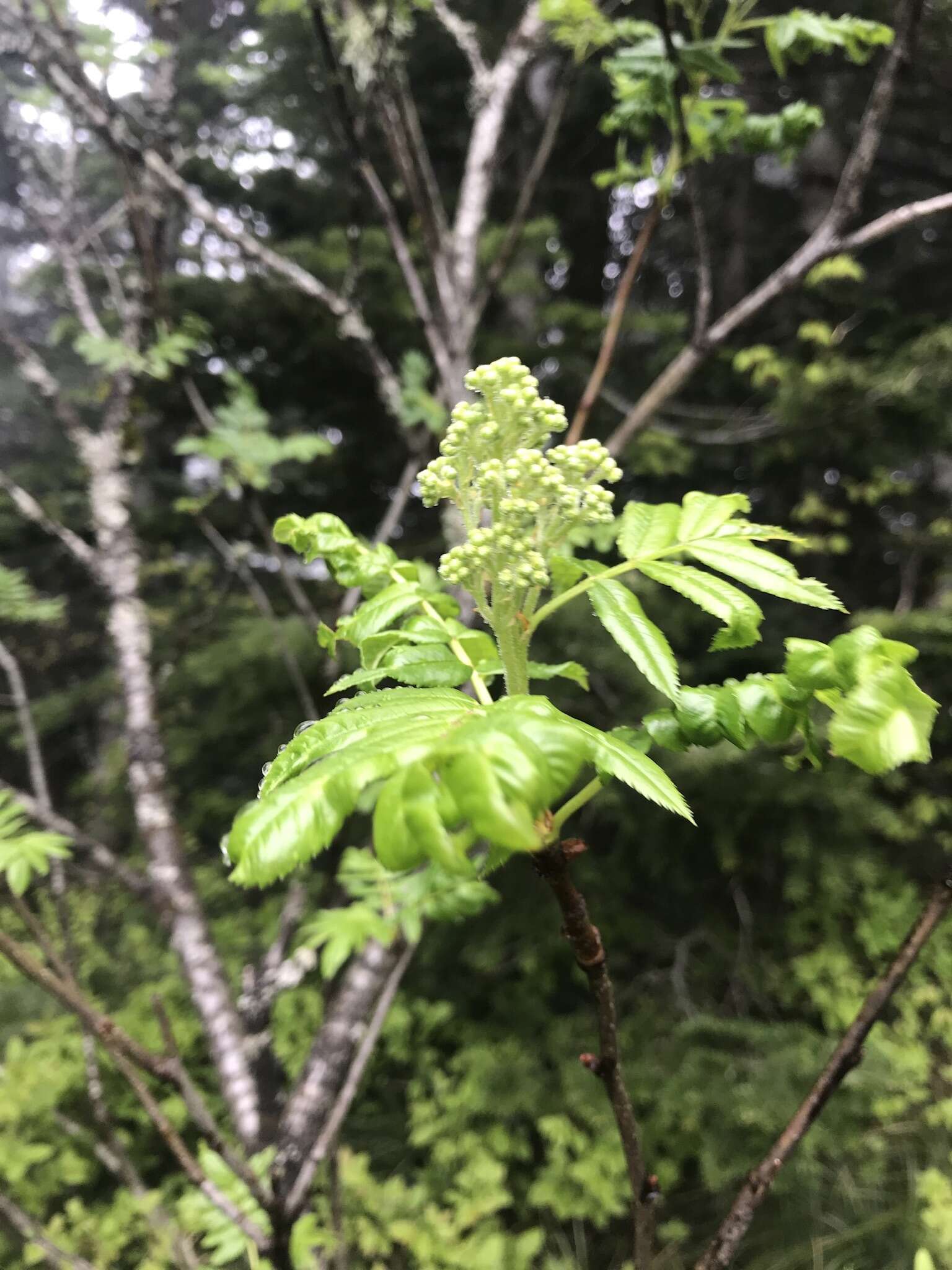 Image of Greene's mountain ash