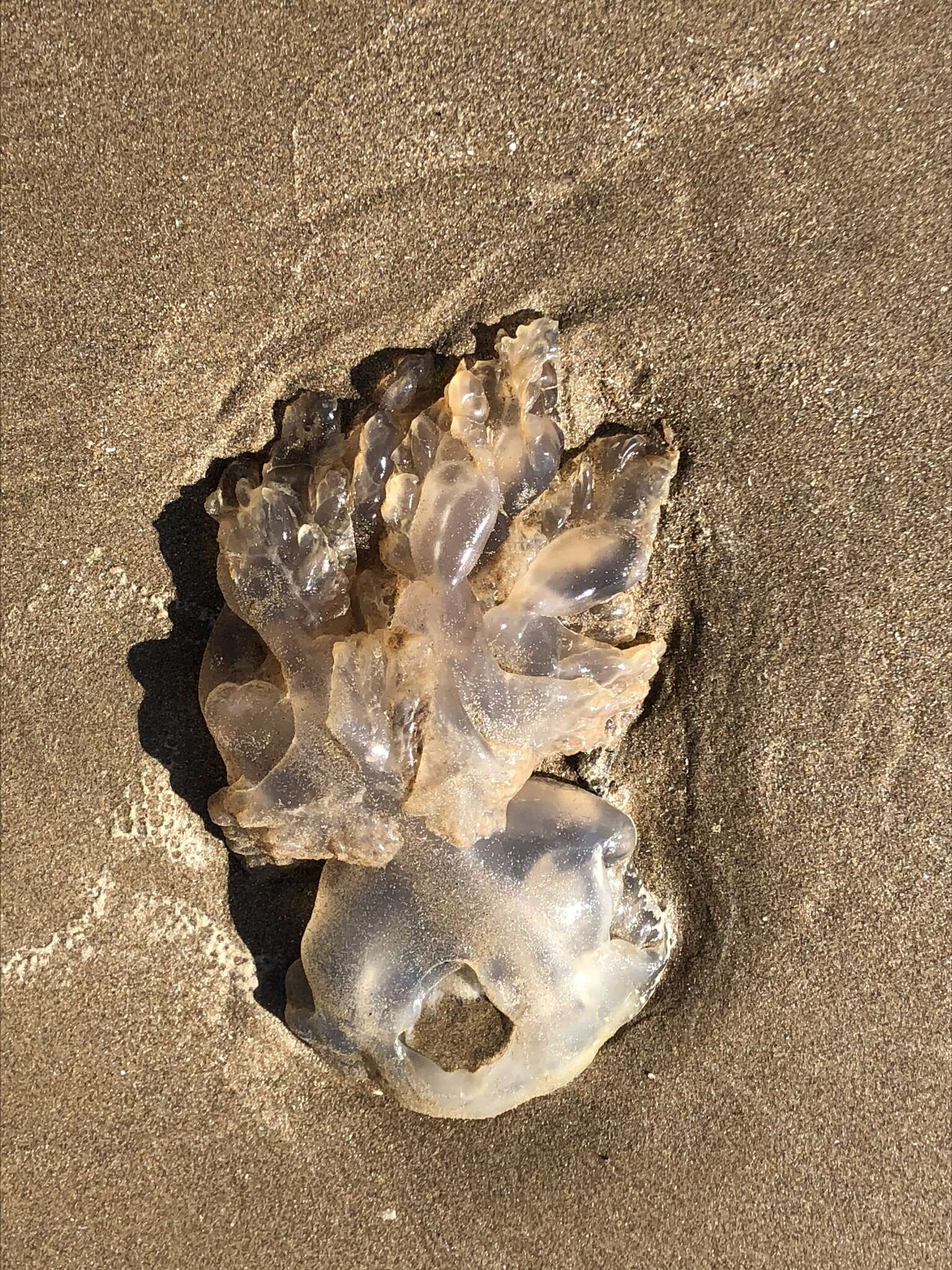 Image of barrel jellyfish