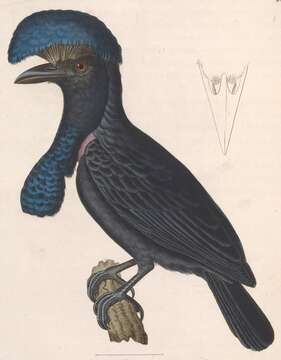 Image of Amazonian Umbrellabird