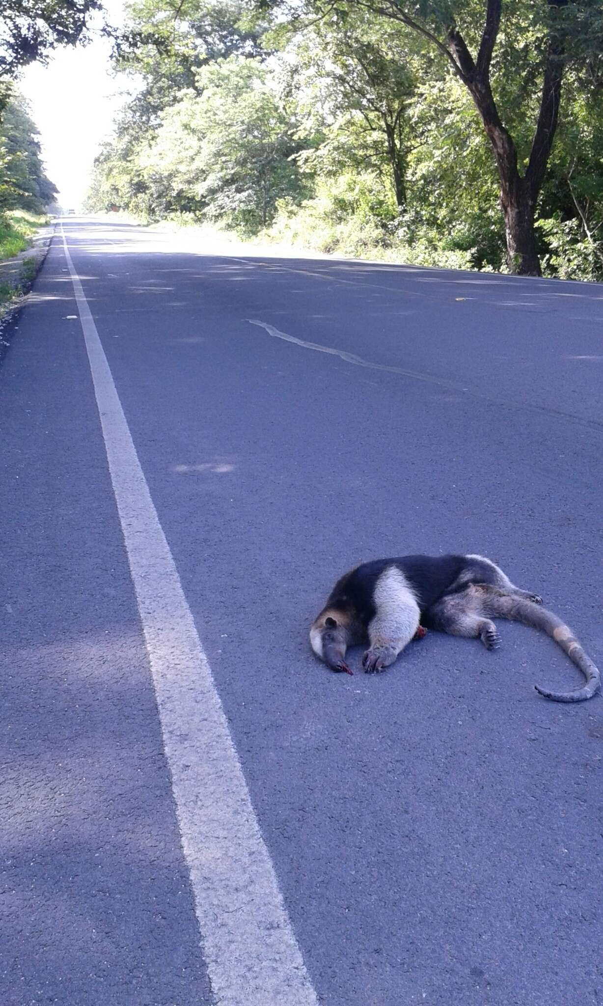 Image of Northern Tamandua