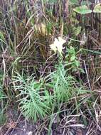 Image of Common Toadflax