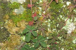 Image of Tetrastigma obtectum (Wall. ex Lawson) Planch. ex Franch.