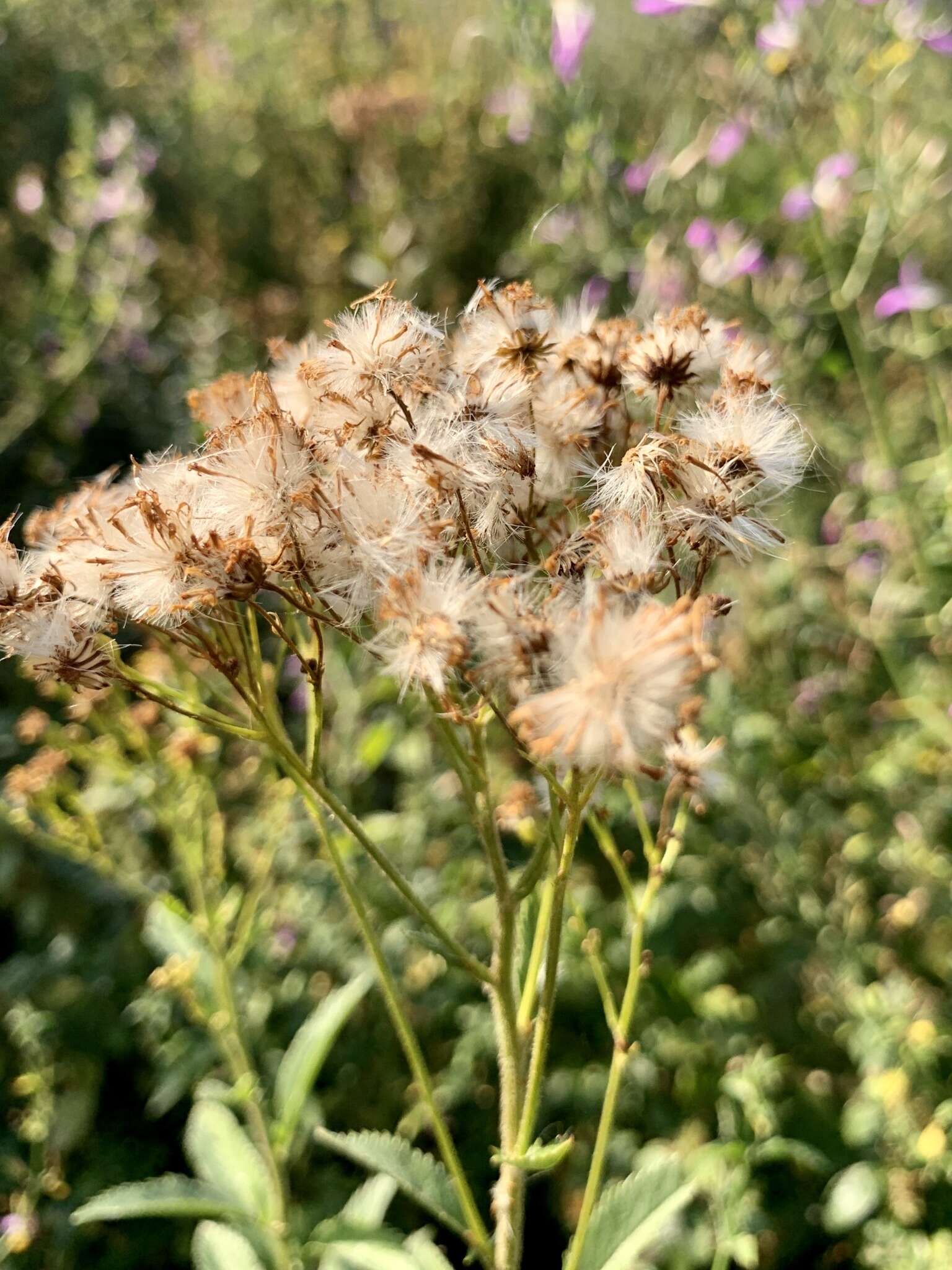 Imagem de Senecio serratuloides DC.