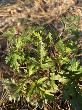 Lomatium parvifolium (Hook. & Arn.) Jepson的圖片