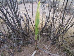 Image of sorghum