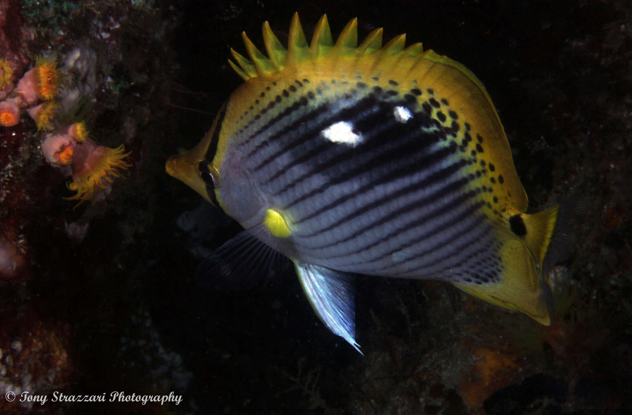 Image of Spot-tail Butterfly Fish