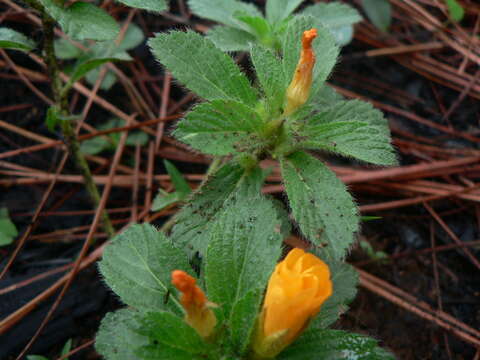 Image of Turnera callosa Urb.