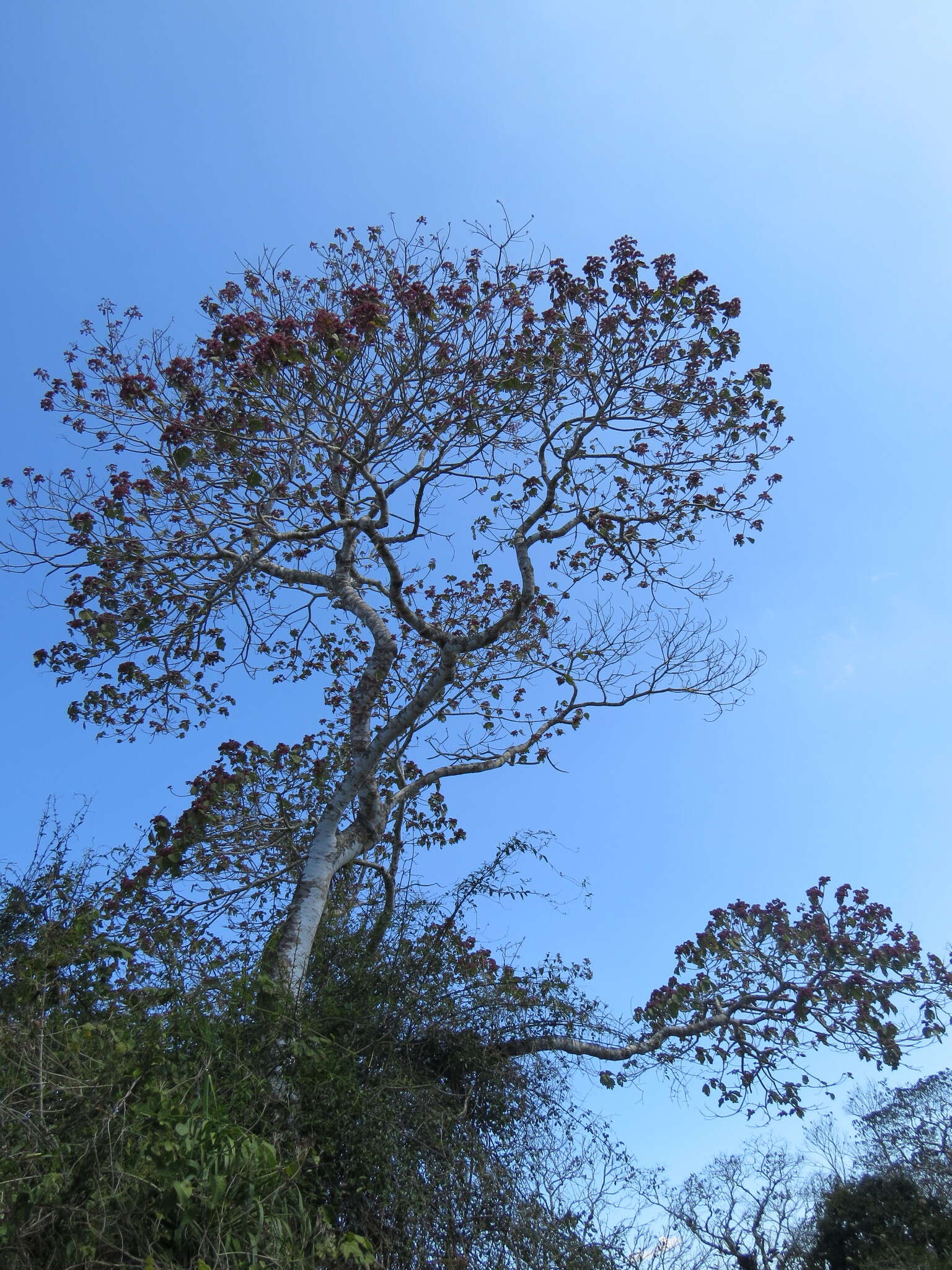 Image de Heliocarpus americanus L.