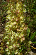 Sivun Rumex intermedius DC. kuva