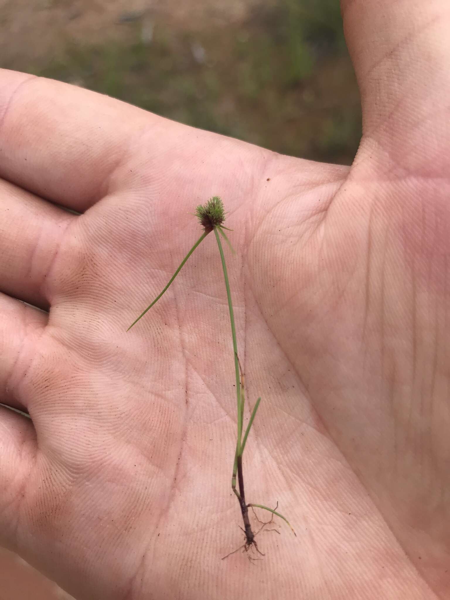 Imagem de Cyperus hystricoides (B. Nord.) Bauters