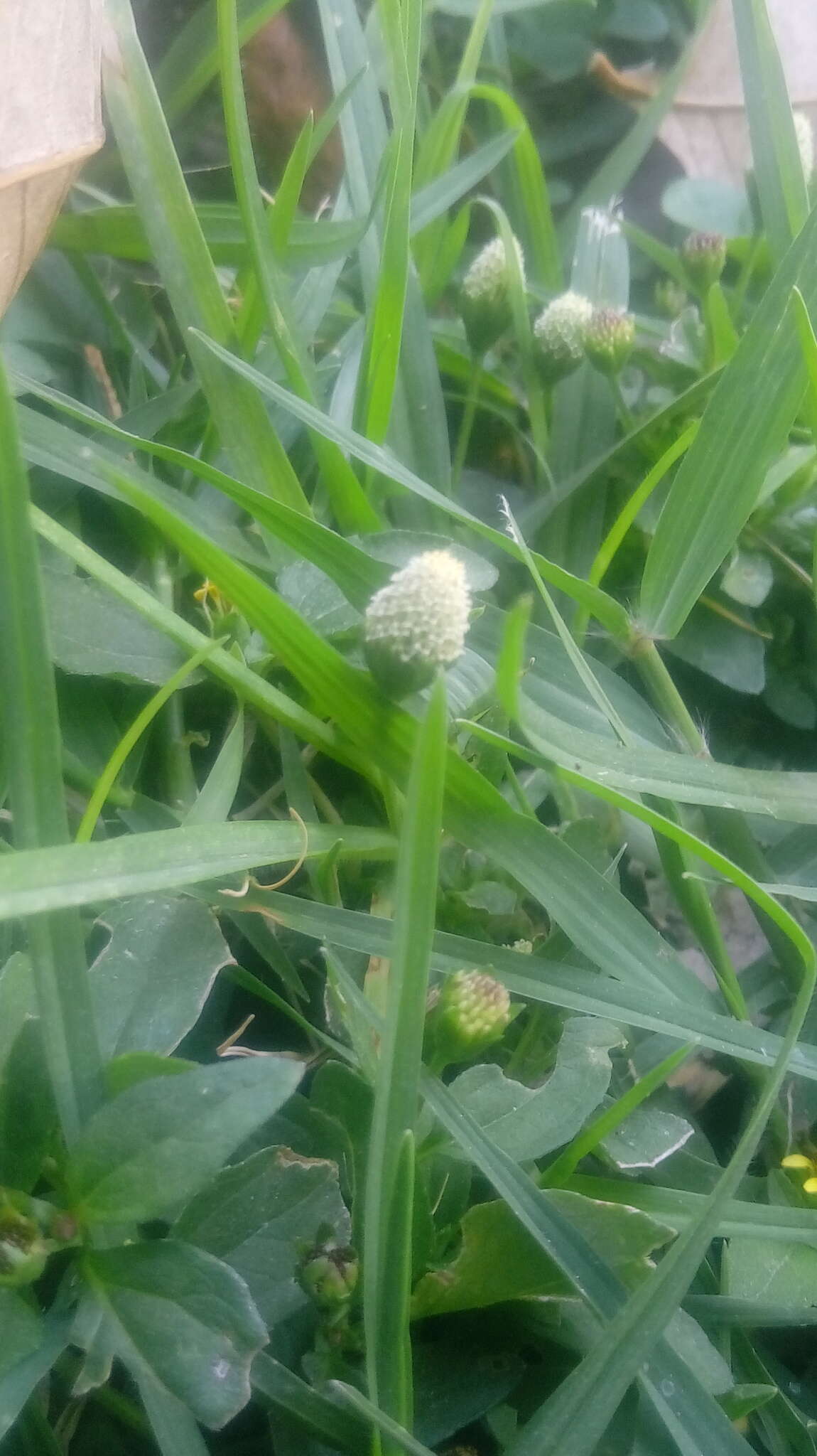 Image de Acmella radicans (Jacquin) R. K. Jansen