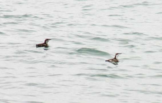 Image of Long-billed Murrelet