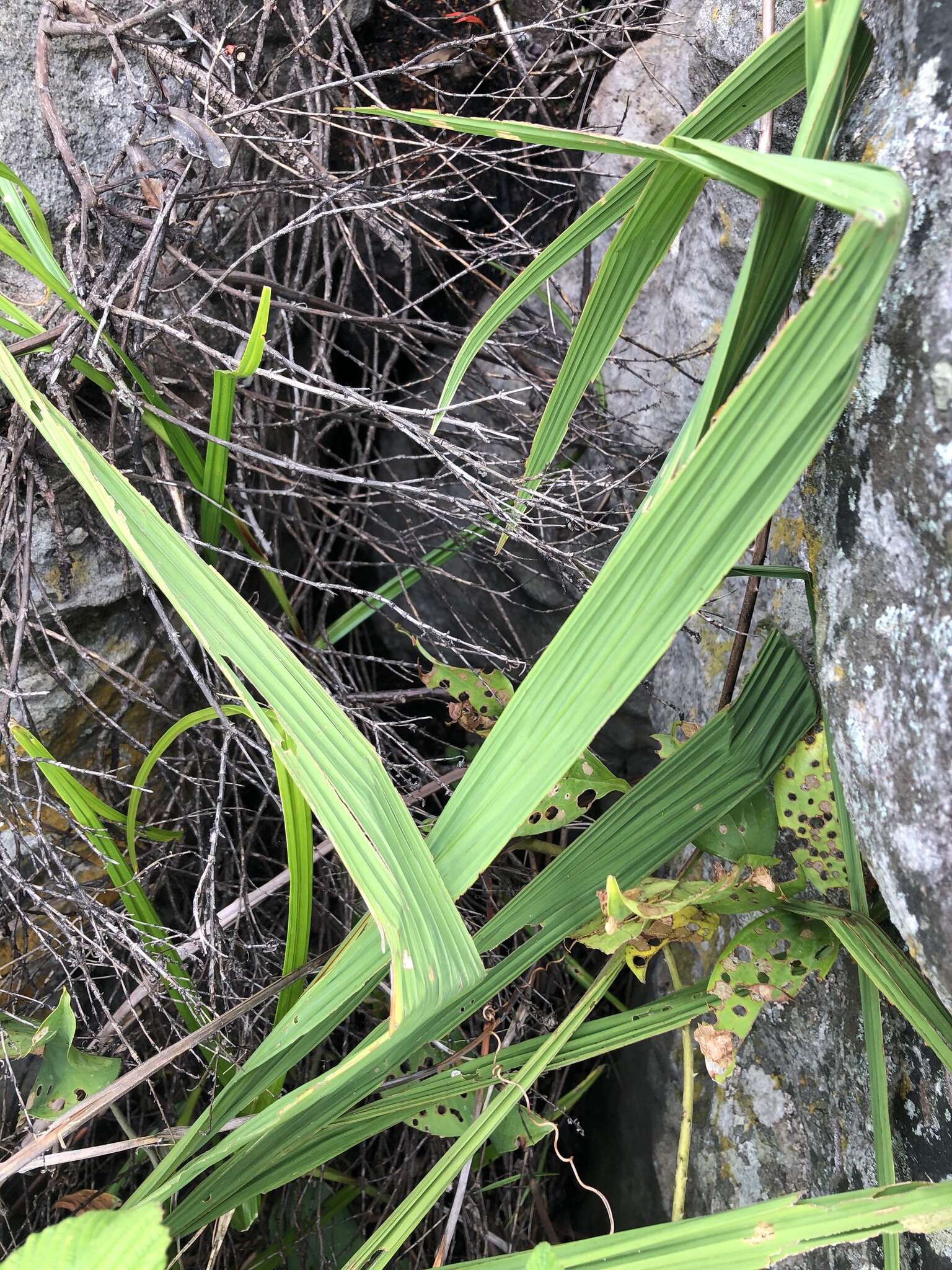 Image of Crocosmia mathewsiana (L. Bolus) Goldblatt ex M. P. de Vos