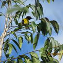 Image of Audubon's Oriole