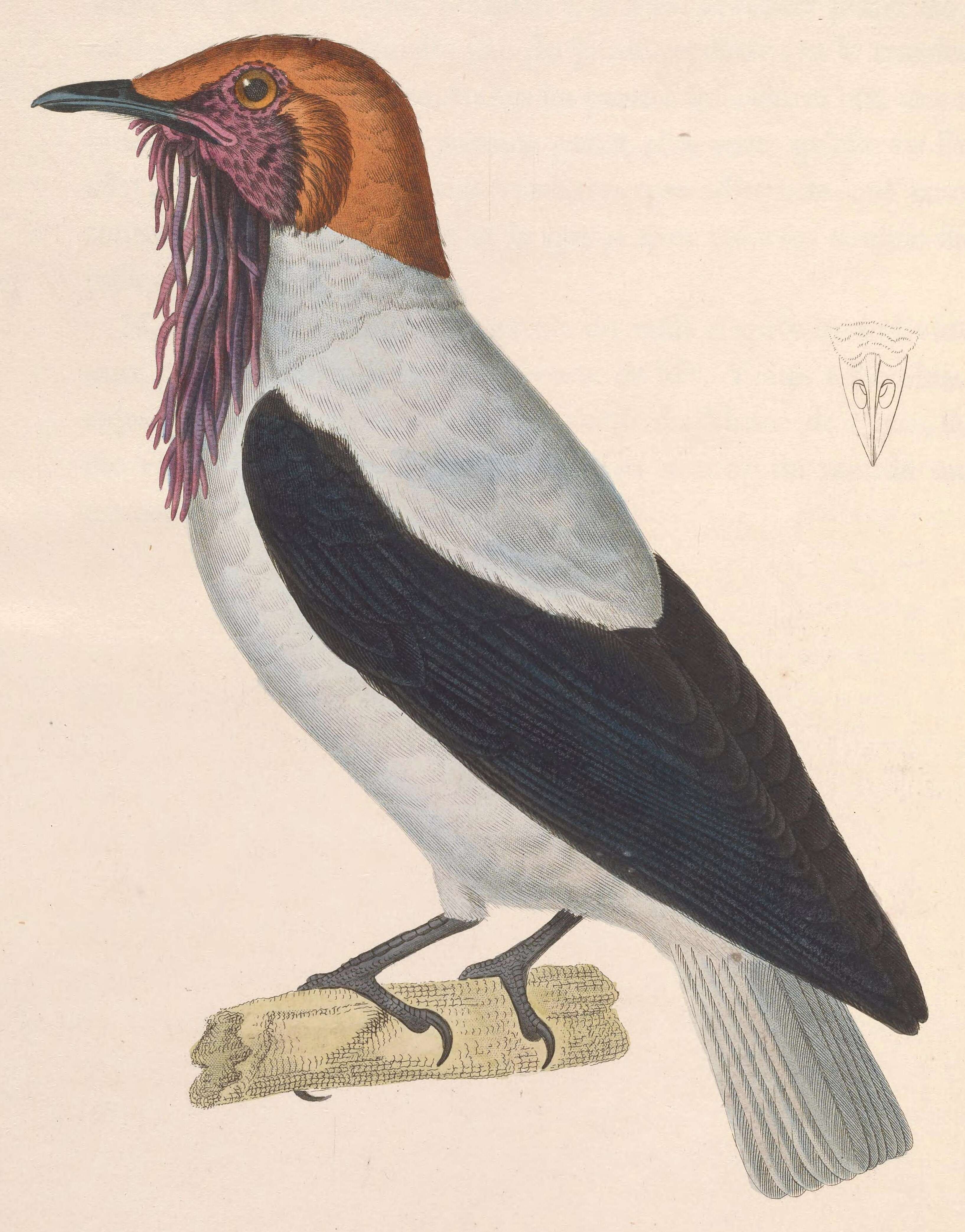 Image of Bearded Bellbird