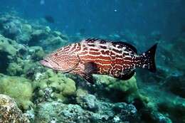 Image of Black Grouper