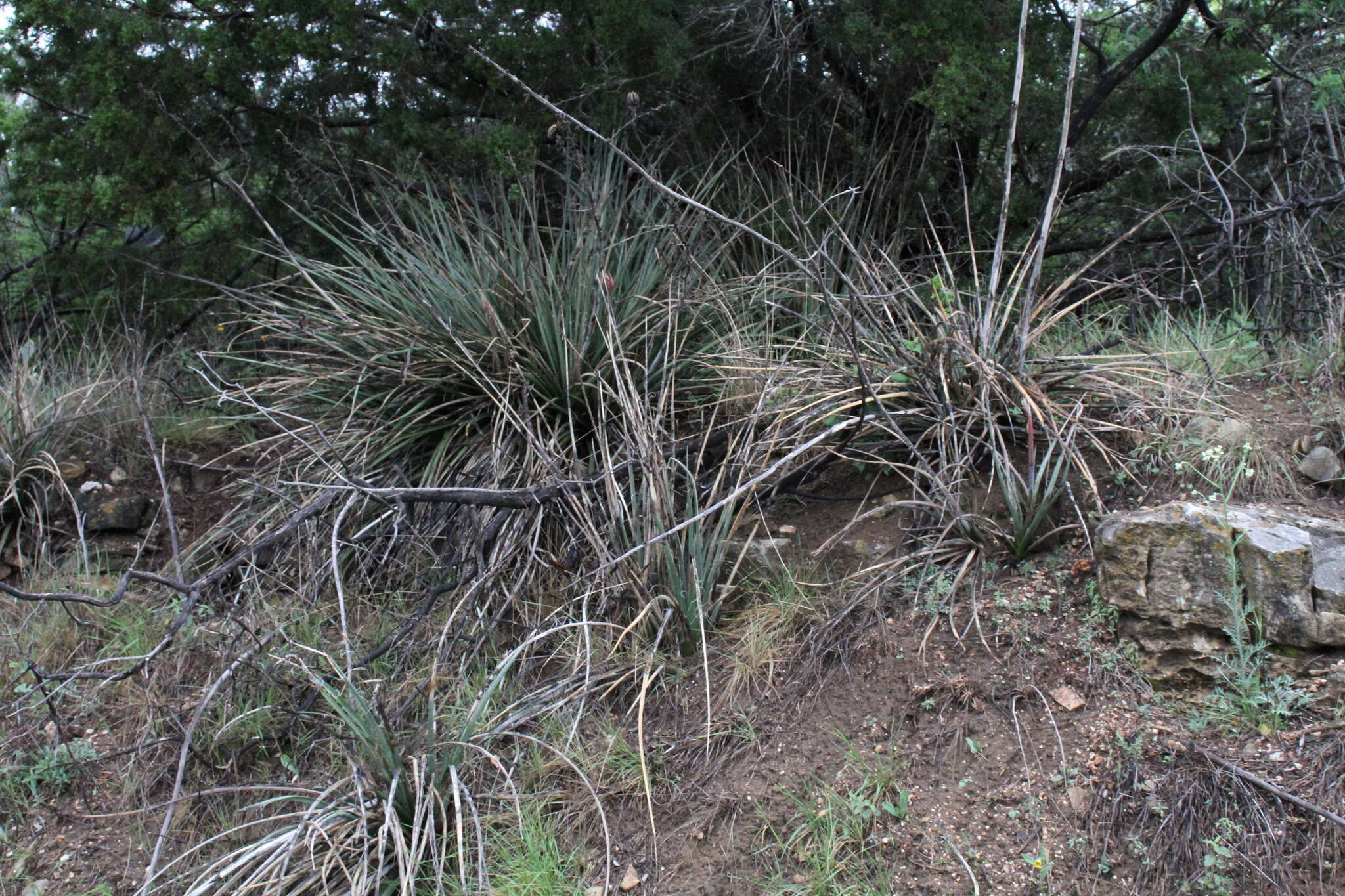 Image of Engelmann's false yucca