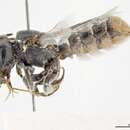 Megachile variabilis (King 1994) resmi