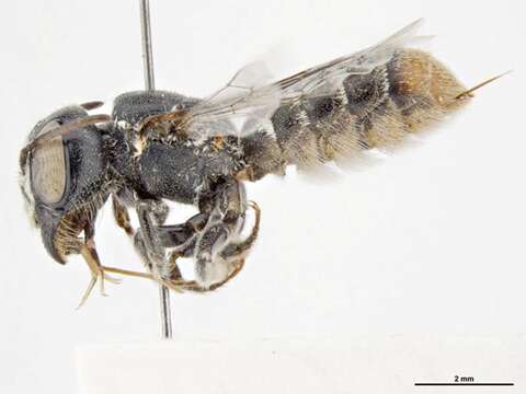 Image of Megachile variabilis (King 1994)