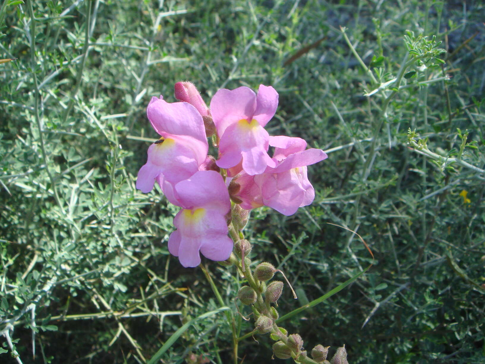 Plancia ëd Antirrhinum majus L.