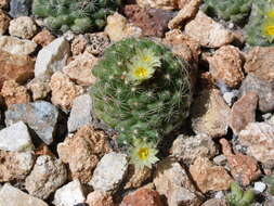 Image of foxtail cactu