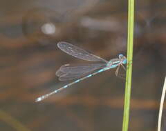 Image de Austrolestes leda (Selys 1862)