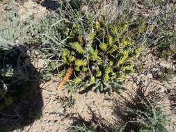 Image of Astroloba foliolosa (Haw.) Uitewaal