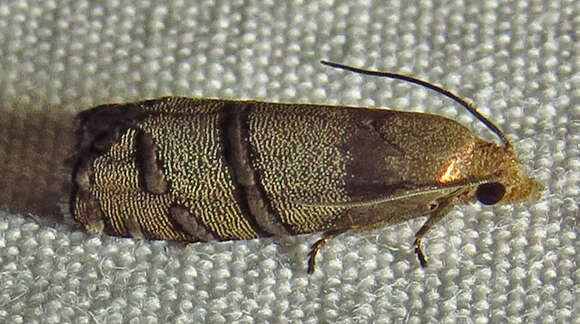 Image of Eastern Pine Seedworm Moth