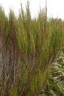 Image of Dracophyllum filifolium Hook. fil.