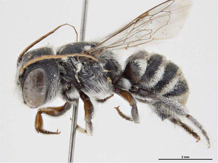 Image of Megachile turneri (Meade-Waldo 1913)