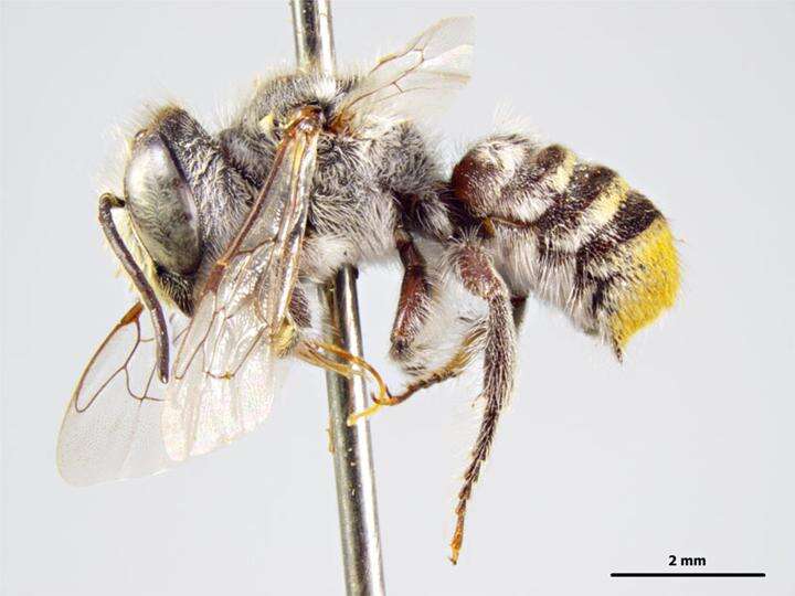 Image of Megachile atrella Cockerell 1906