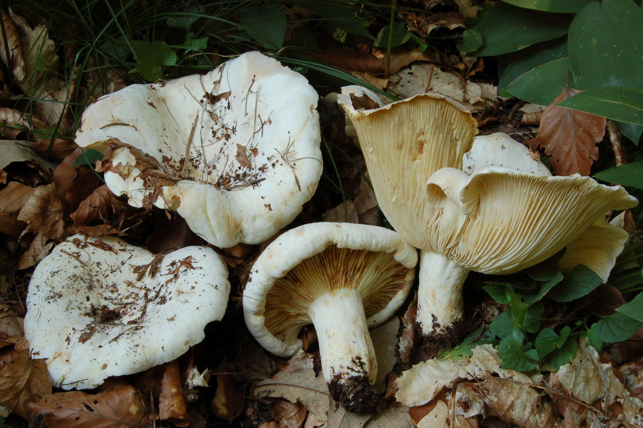 Plancia ëd Lactifluus bertillonii (Neuhoff ex Z. Schaef.) Verbeken 2011