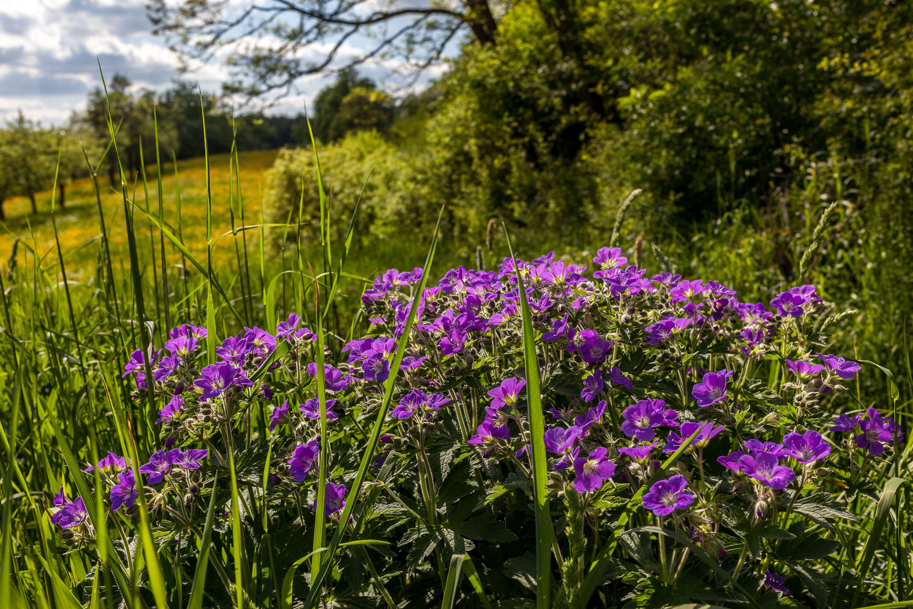 Image of Wood Crane's-bill