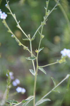 Image of Lappula heteracantha (Ledeb.) Gürke