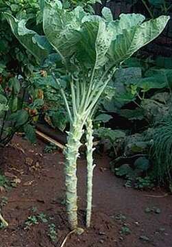 Image of Portuguese kale