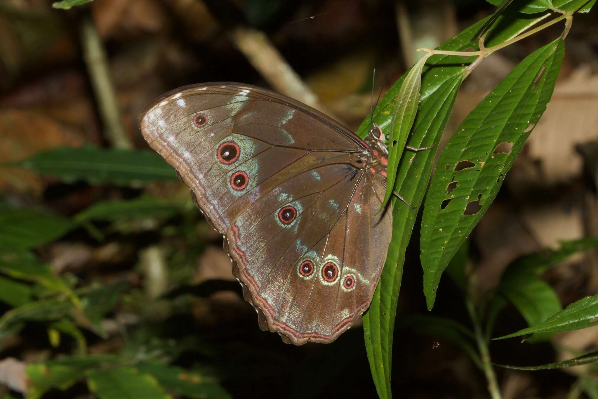 Sivun Morpho menelaus Linnaeus 1758 kuva