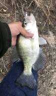 Image of White Crappie