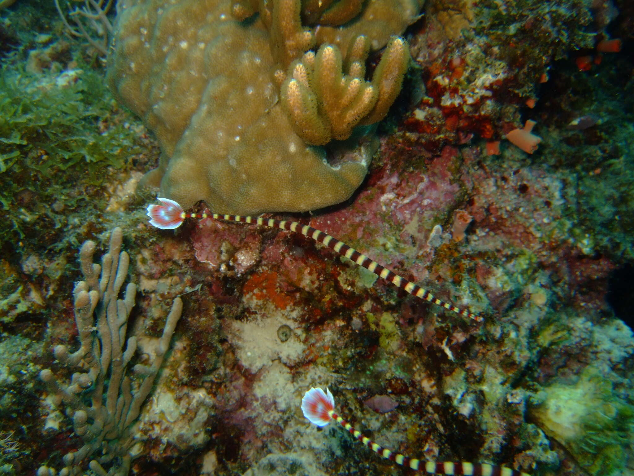 Image of Dunckerocampus