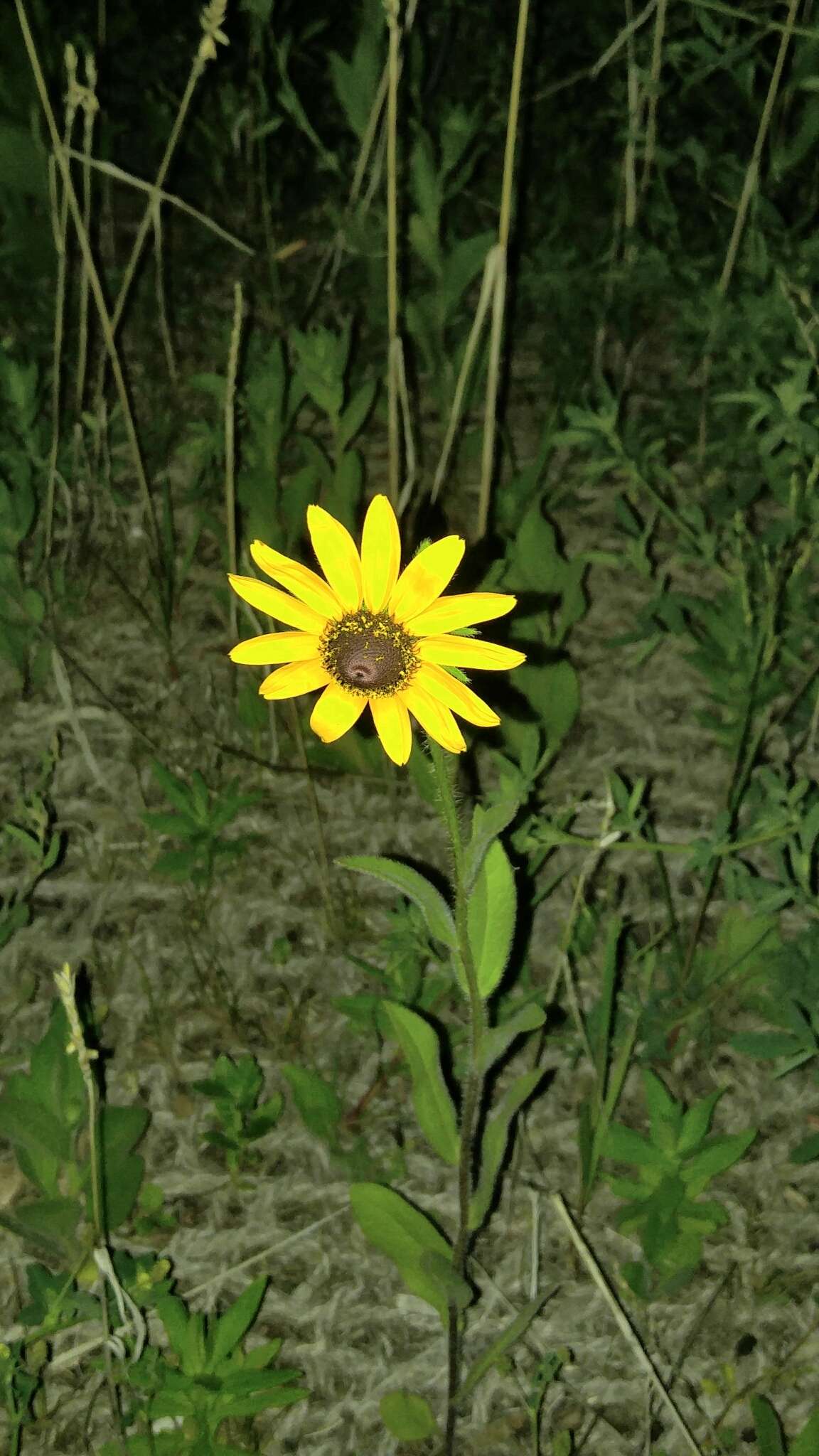 Image of coneflower