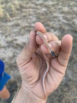 Image of Plains Blackhead Snake